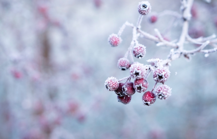 Photo of a winter scene